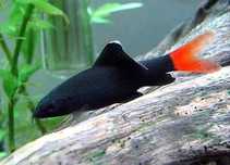 Labeo Bicolor...