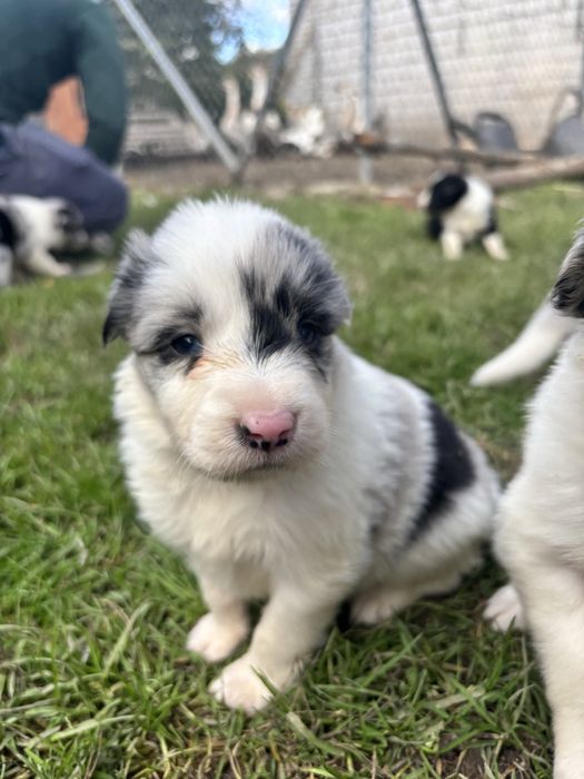 Border collie - piesek