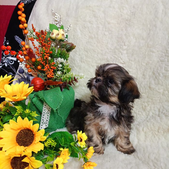 Piesek shih TZU z rodowodem