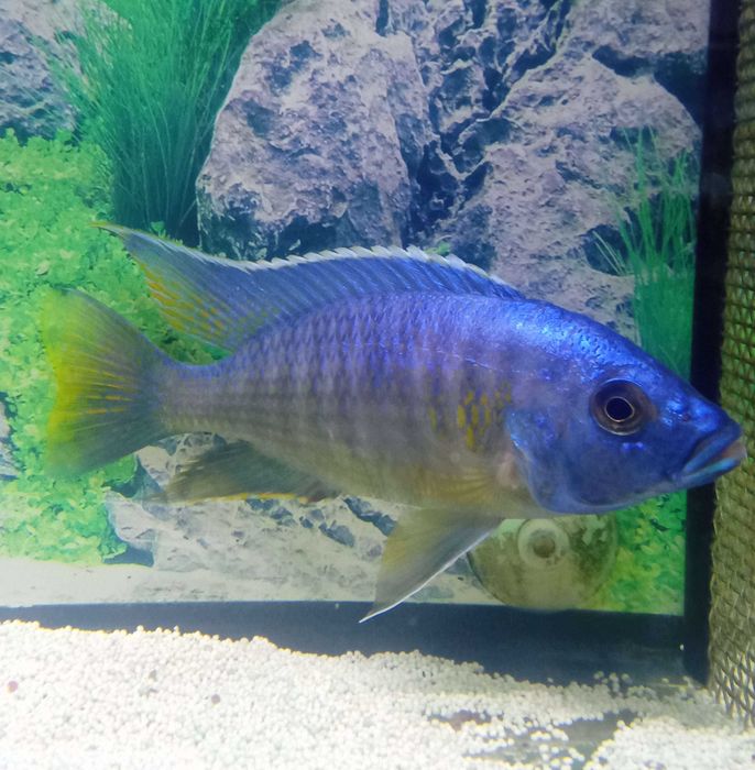 Peixe Aulonocara azureus e Heros notatus