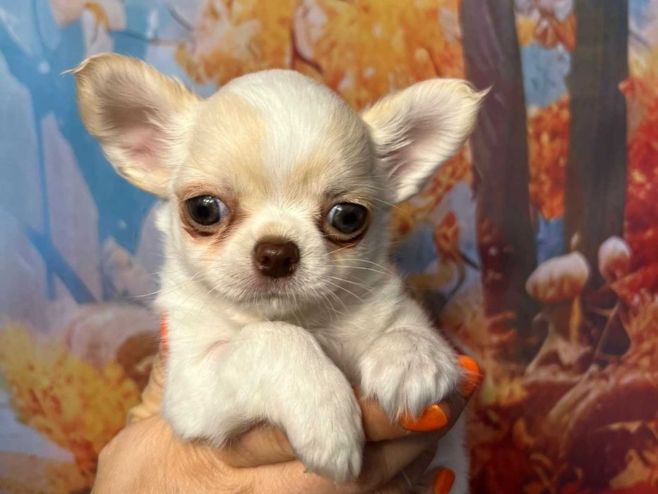 CYWIL Szczeniak Chihuahua długowłosy biały z beżowymi znaczeniami