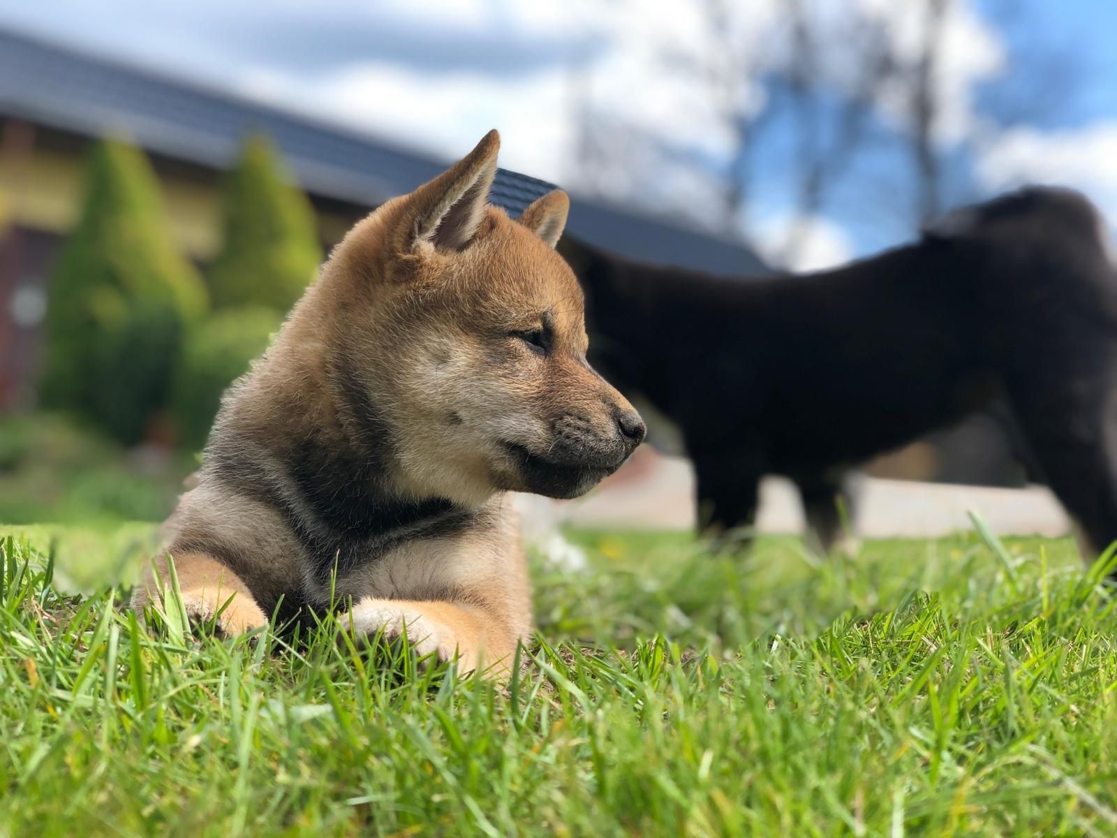 Shiba Inu Sezamowy Piesek FCI