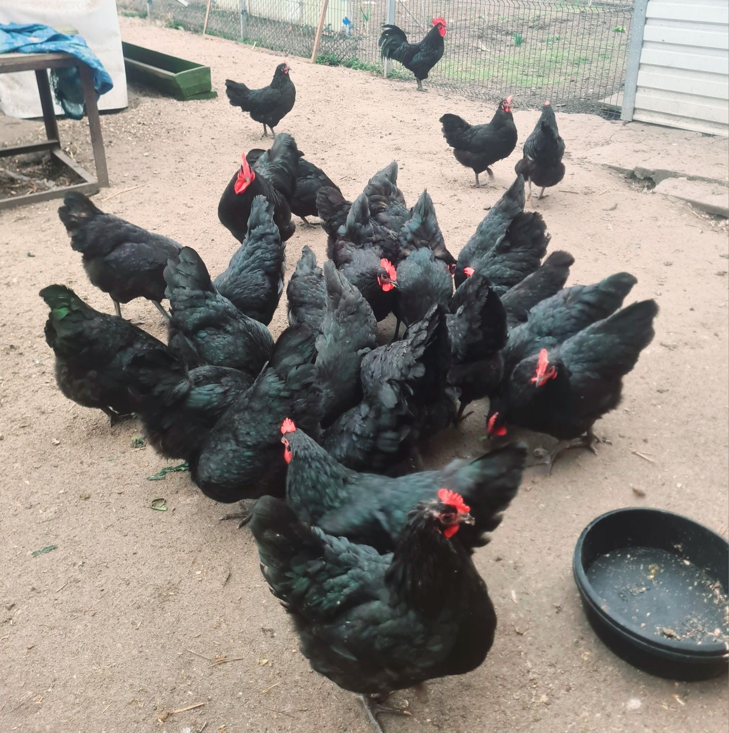 Australorp jaja lęgowe