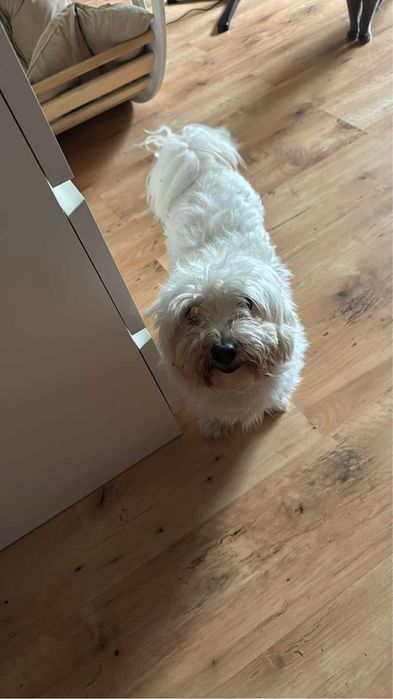 Oddam psa w dobre rece