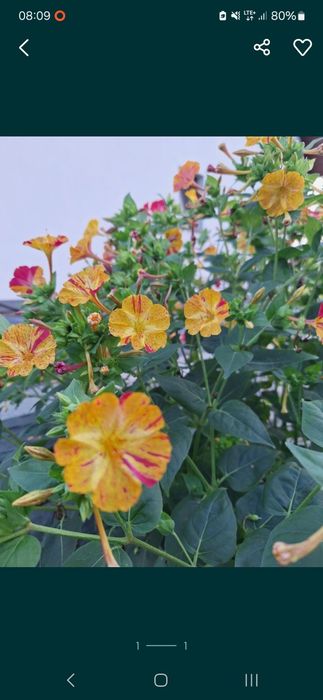 Dziwaczek meksykański, dwukolorowy. Nasiona 200 szt