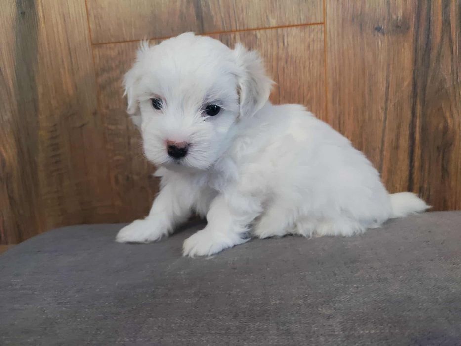 Maltipoo  piękne