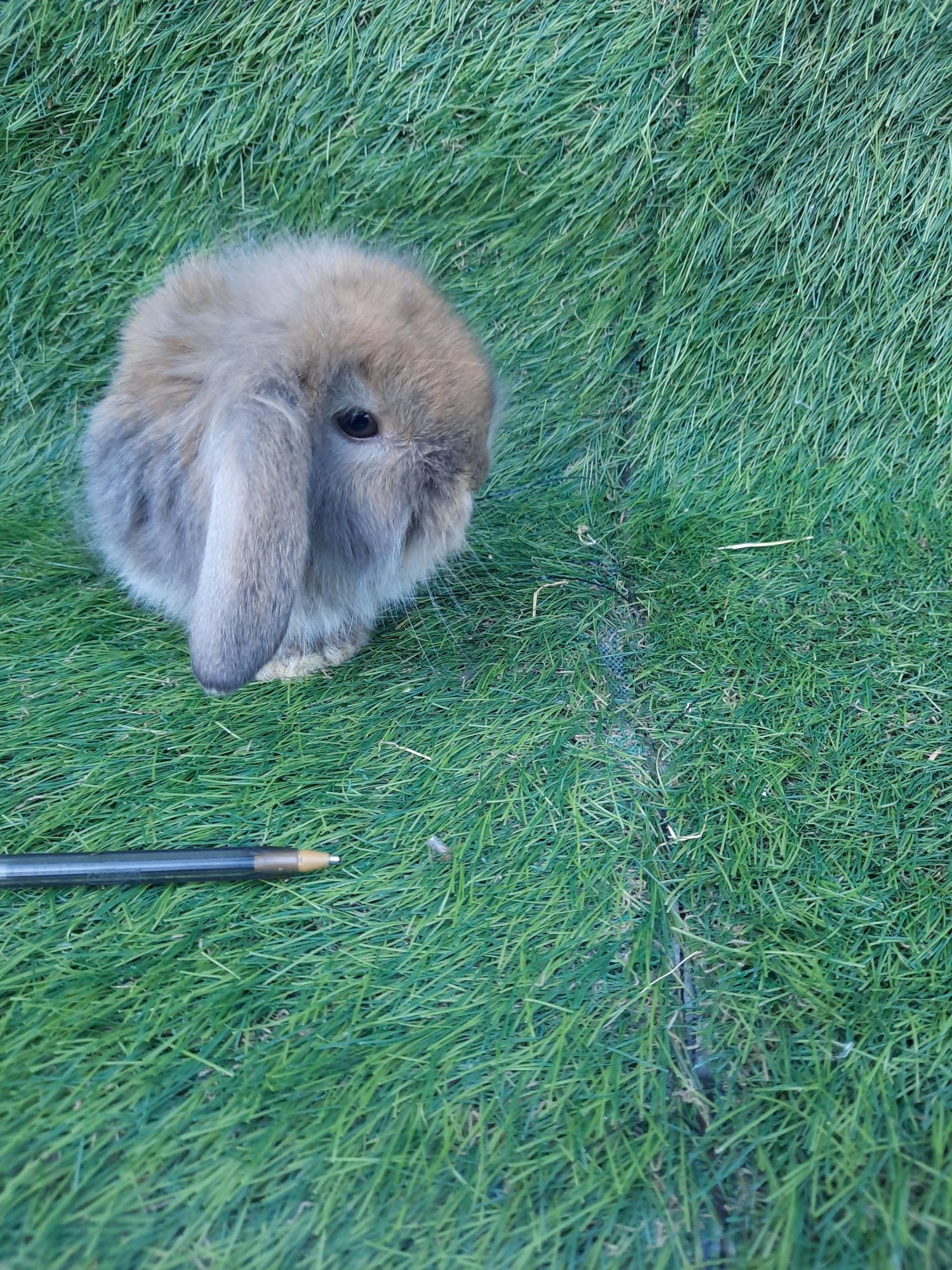 Coelhos anões de várias raça