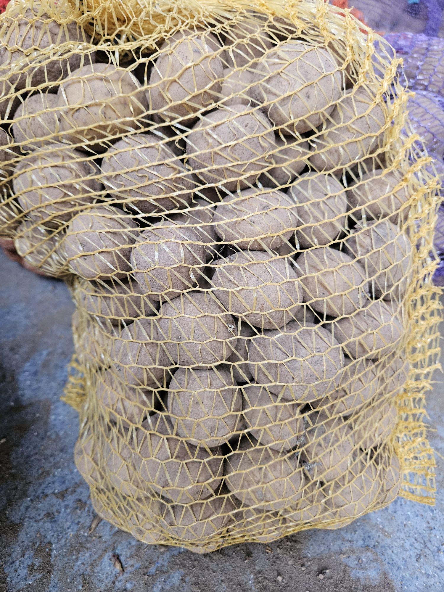 Ziemniaki Średnie Vineta wielkość sadzeniaka