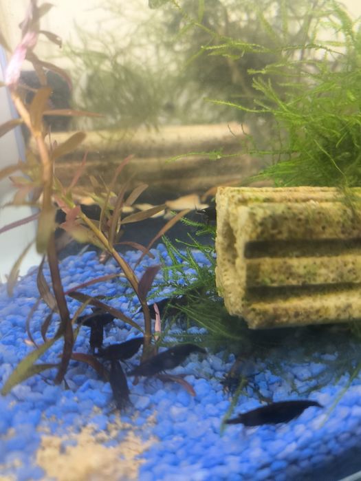Neocaridina black sakura