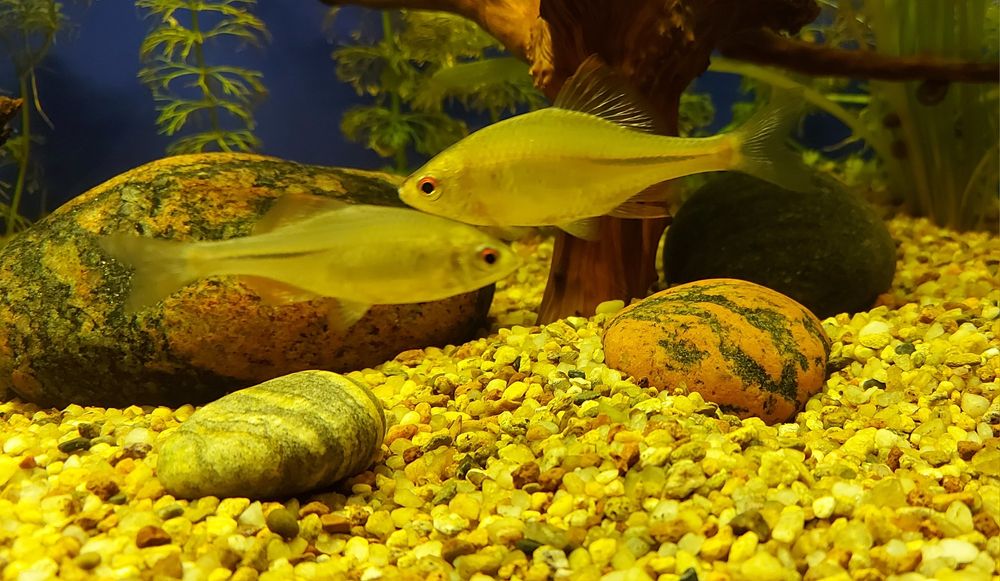 Rybki Tęczanki 4-5cm