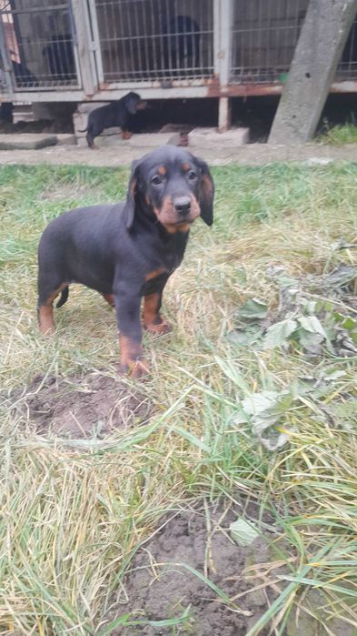 Szczeniak Gończy Polski