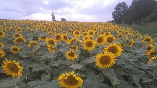 Sprzedam słonecznik czyszczony