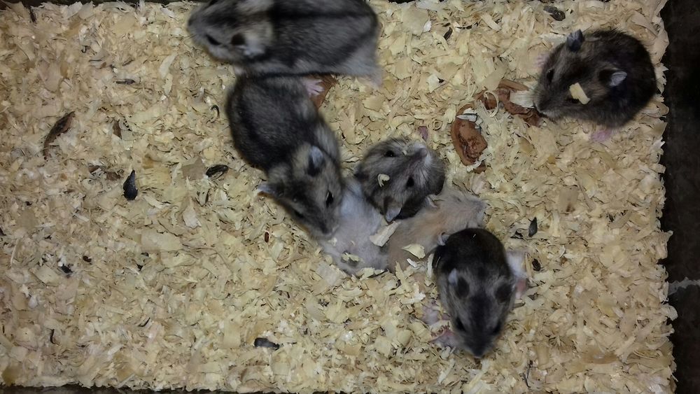 Карликовые цветные хомячки