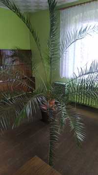 Palma daktylowa wielka - 300 cm