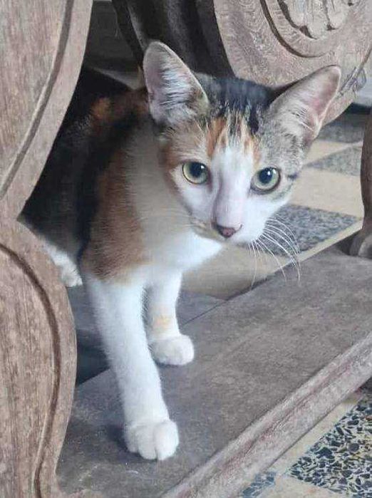 GUZZI (Fêmea, 5 Meses) Para Adoção