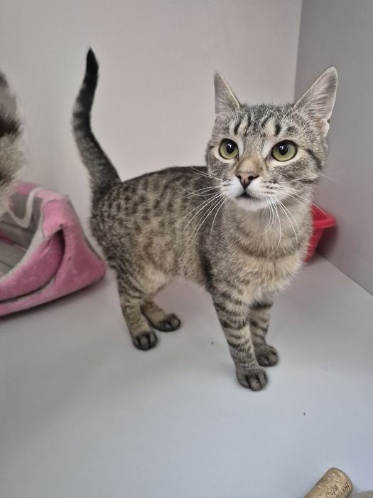 Киці, яких привезли військові, Поппі в Норі. ДоброКіт