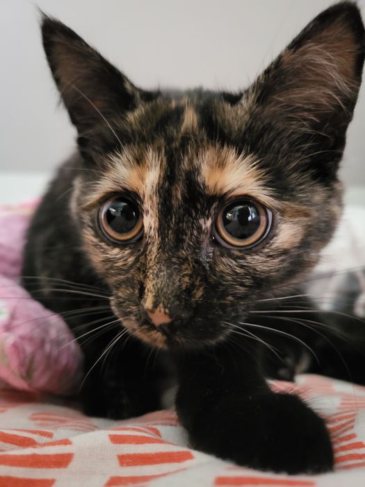 Kochajaca zabawna kotke oddam w dobre ręce