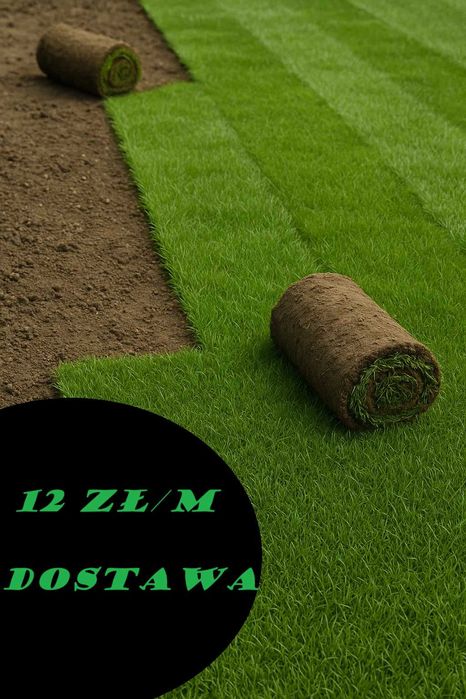 Trawnik z rolki 12zł/m DOSTAWA, GWARANCJA JAKOŚCI