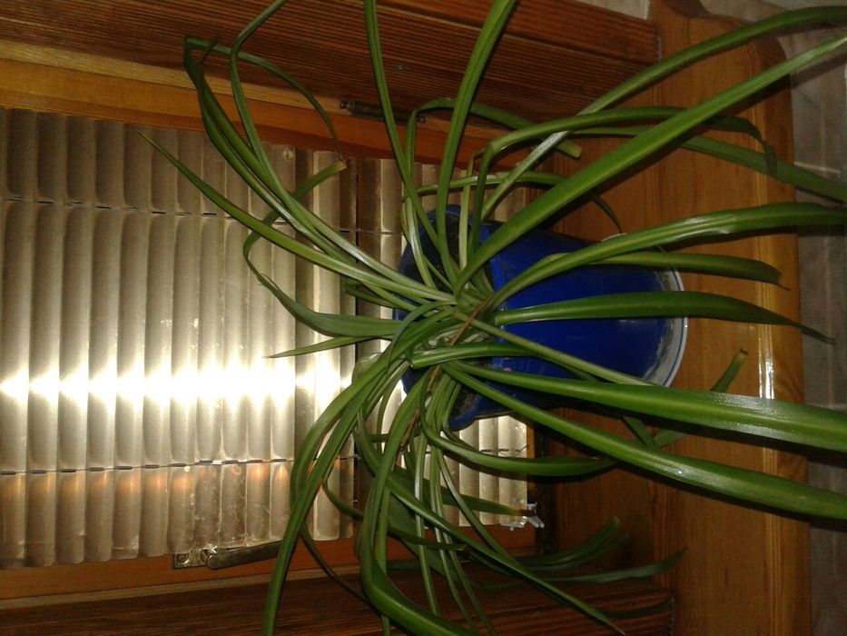 Недорого амариллис,хлорофитум,кактус