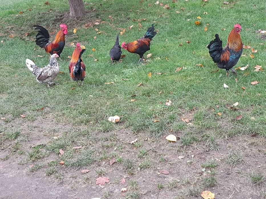 Kogut Karzełka Polskiego