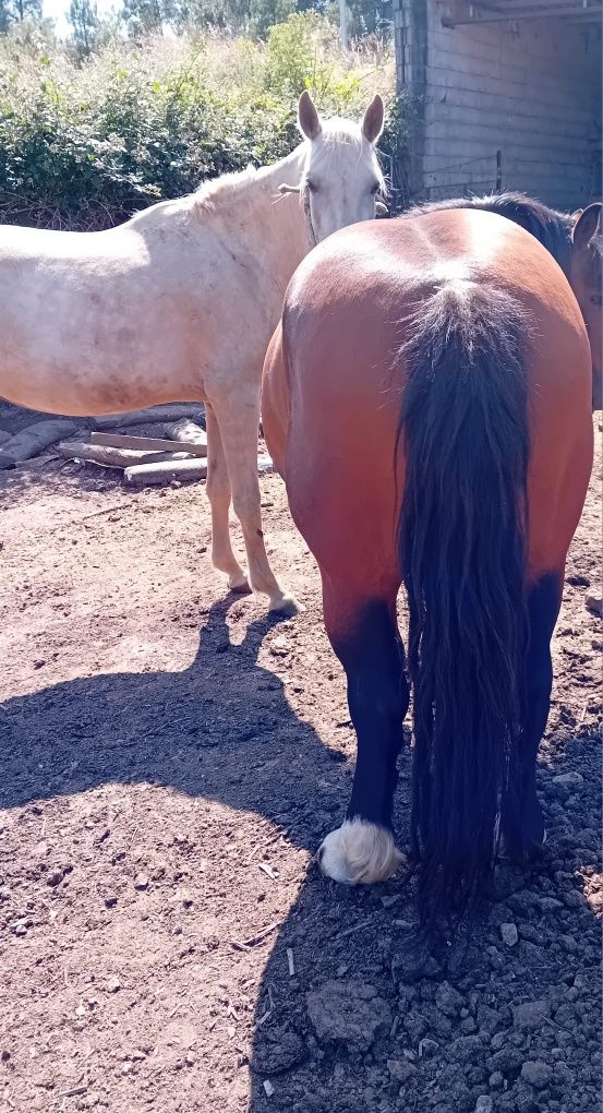 Cavalo muito meigo