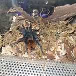 Młody samiec chromatopelma cyaneopubescens
