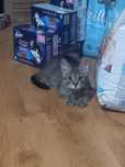 Kicia do adopcji
