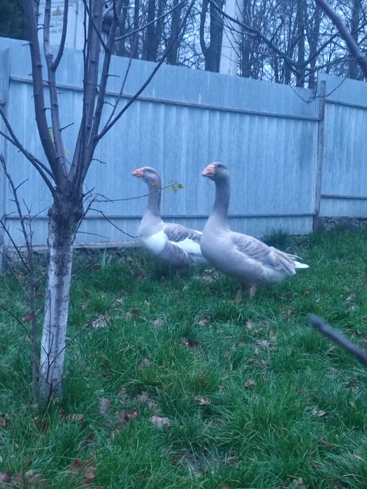 Комогор горбуносі