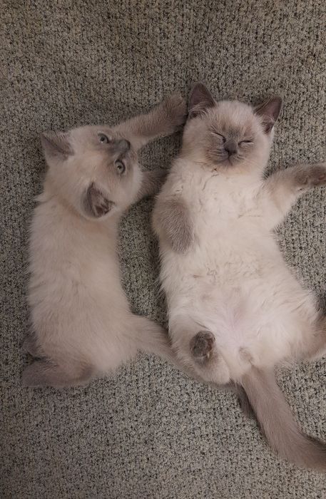 Шотландскі кошенята (прямовухі)