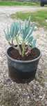 Planta suculenta