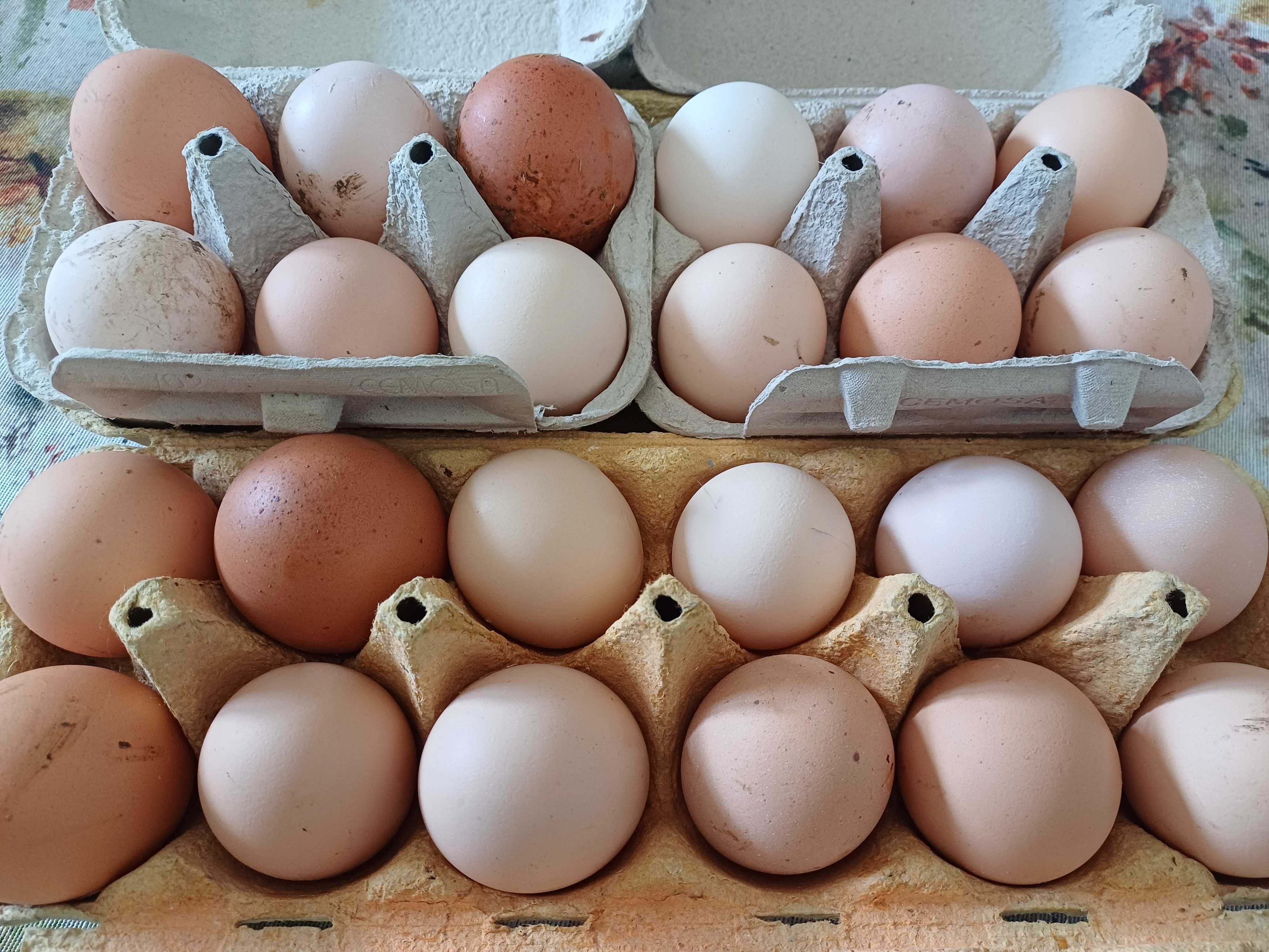 Ovos de galinhas caseiros de boa qualidade.