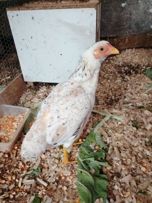 Kochamo fêmea disponível