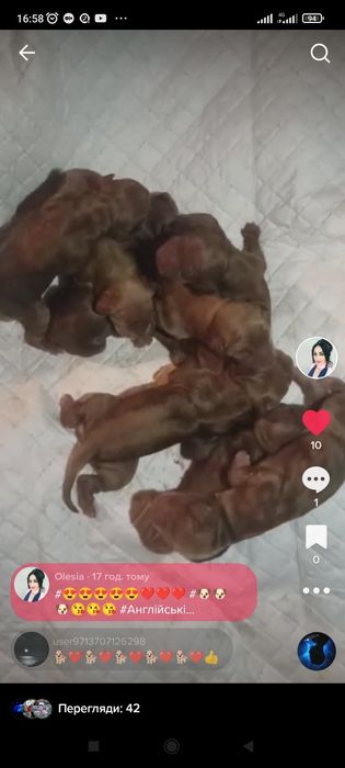 Цуценята англійського кокер спаніеля