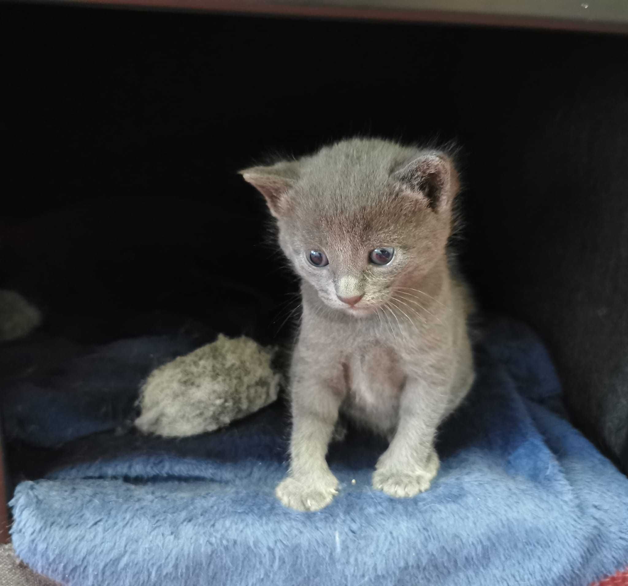 Gatinh Russian Blue