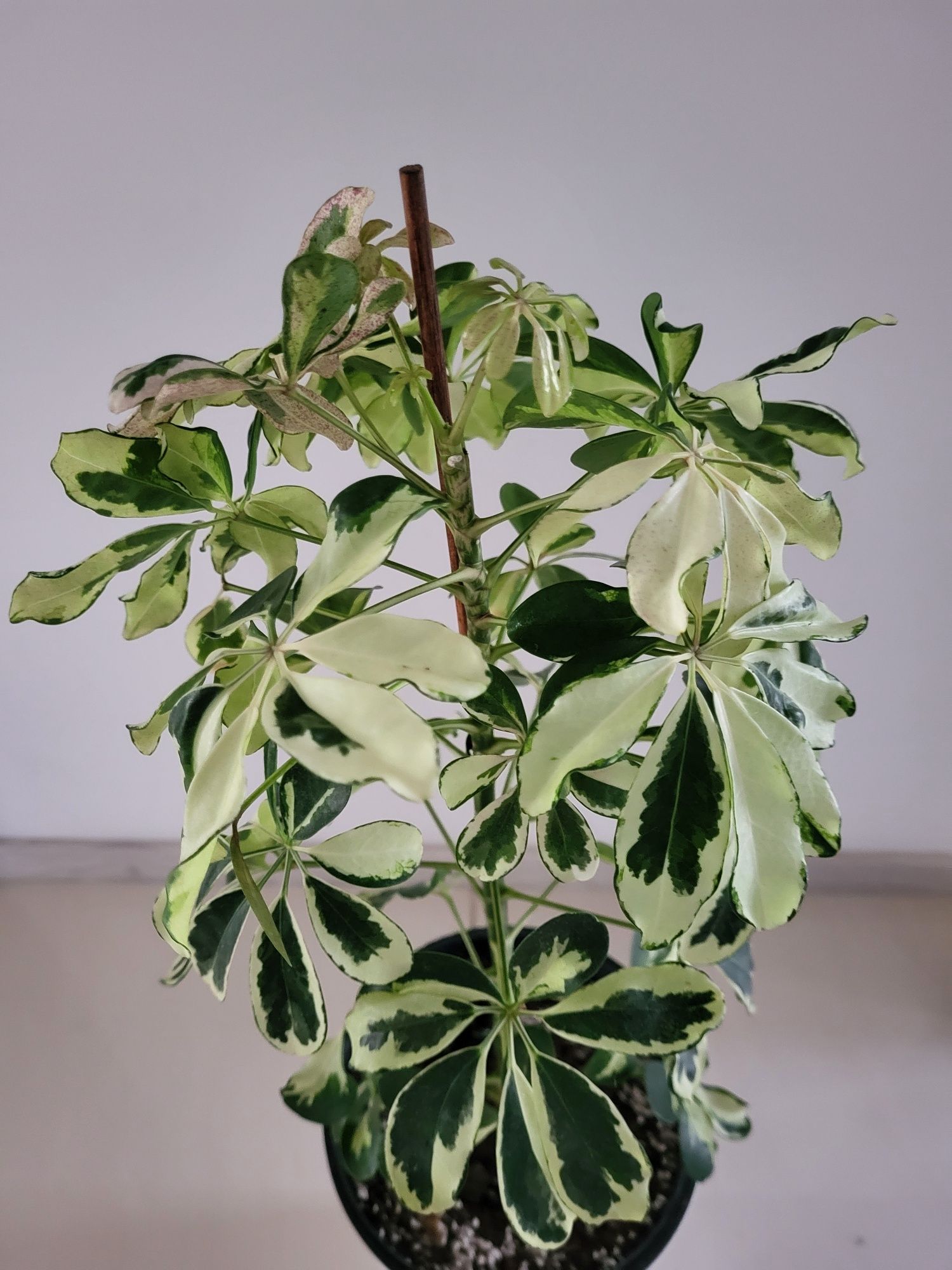 Szefleta Janinę arboricola