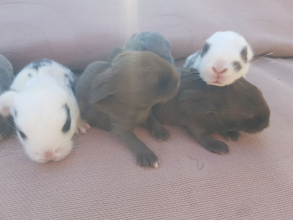 Królik mini lop (baranek) miniaturka pozostały 2 szt