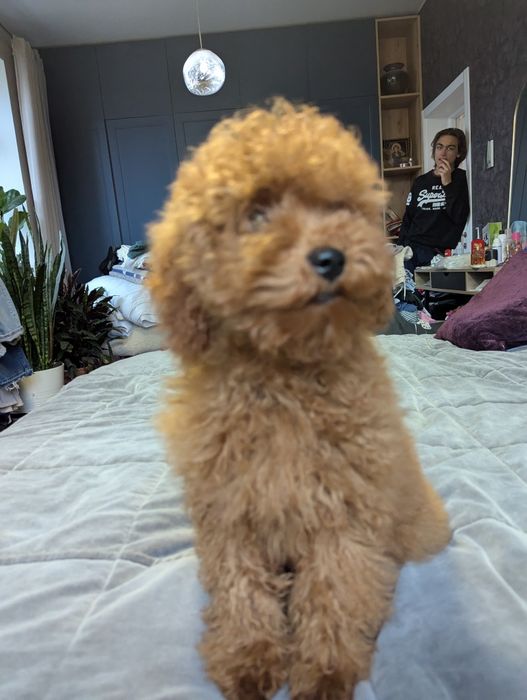 Хлопчик за символічну ціну.