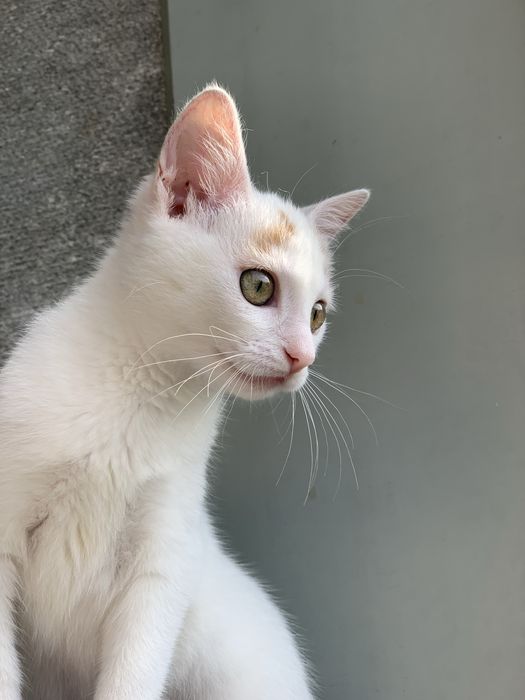 Кошеня шукає родину