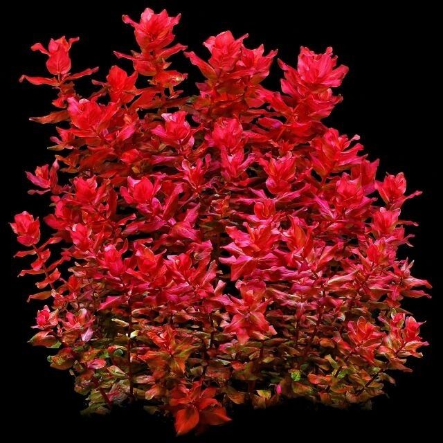 Plantas para aquário