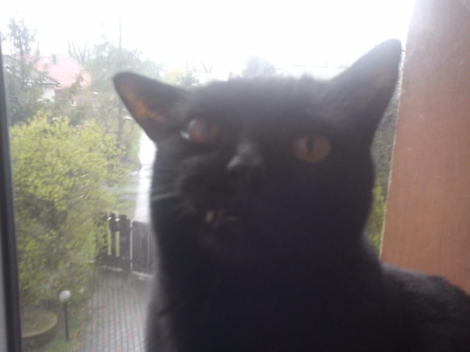 Zaginął czarny kot kocur Mikuszowice Bielsko-Biała
