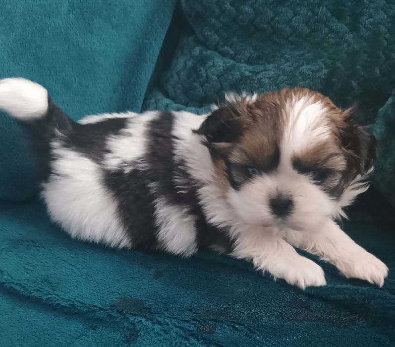 Szczenię Shih-Tzu piesek