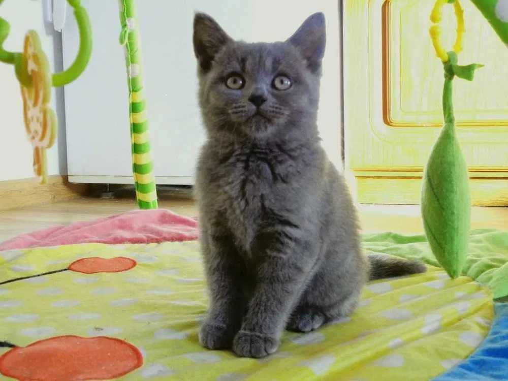 Kot Koty Kociaki Brytyjskie Brytyjski