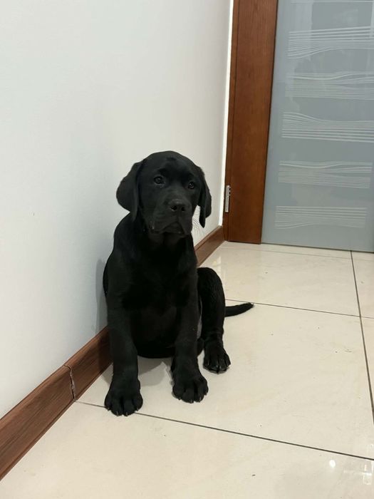 Szczeniak Labrador Retriever
