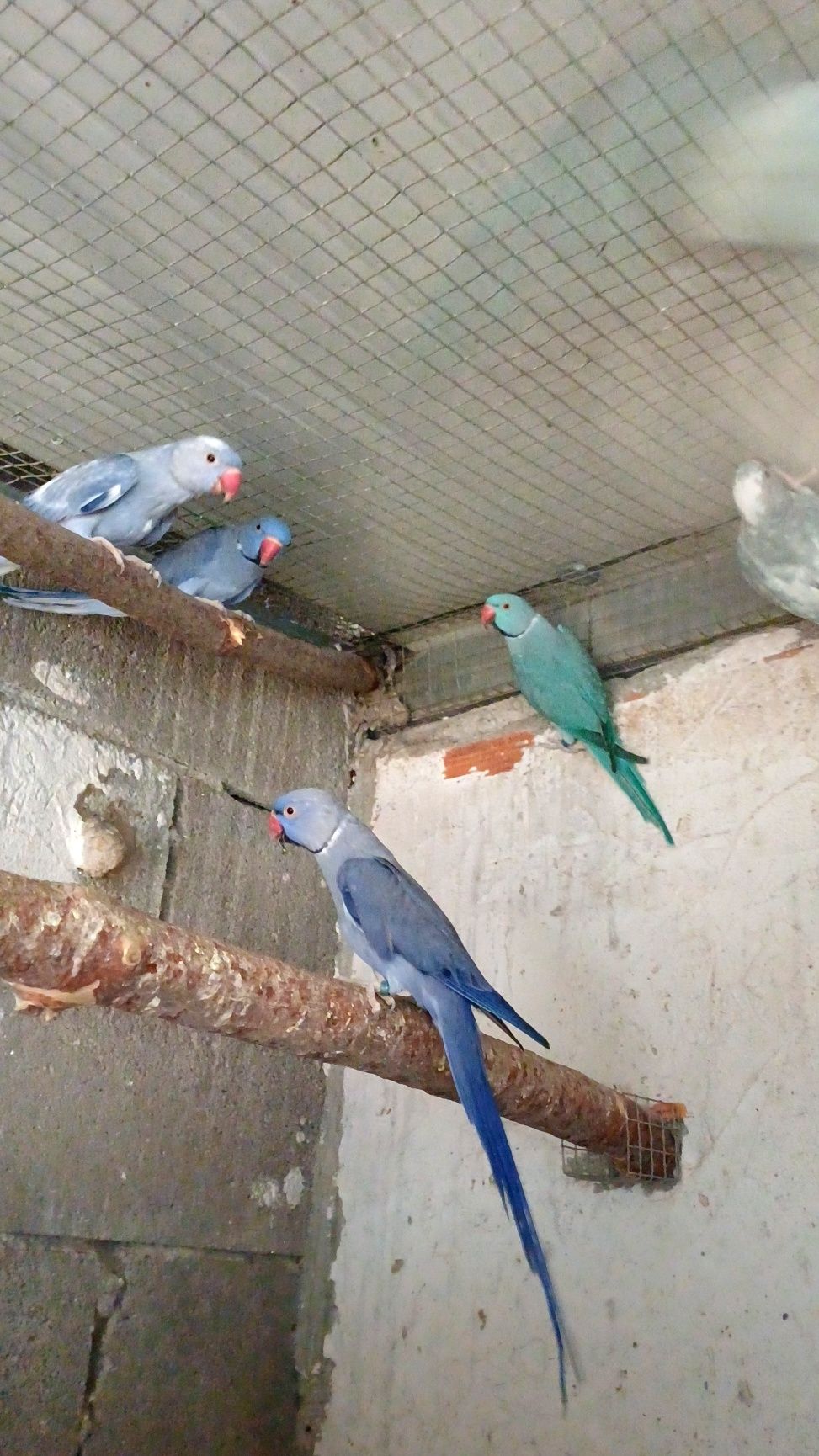 Ring necks para dispensar