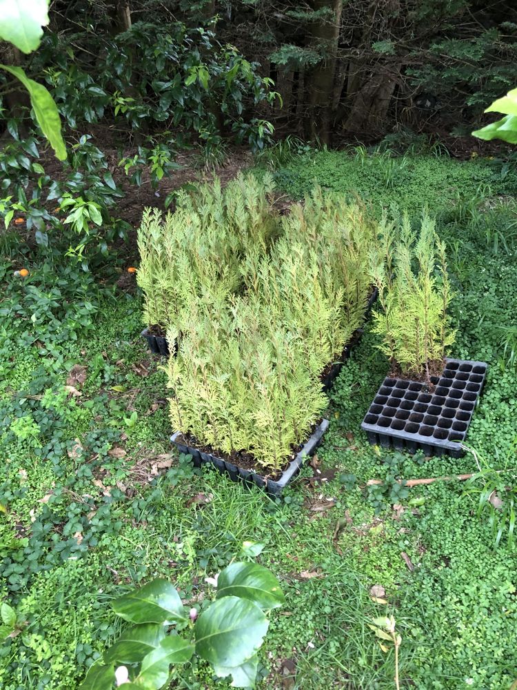 Cipreste ideal para abrigar o seu jardim, a sua casa, resistentes .