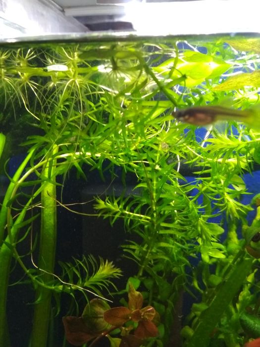 Moczarka do akwarium