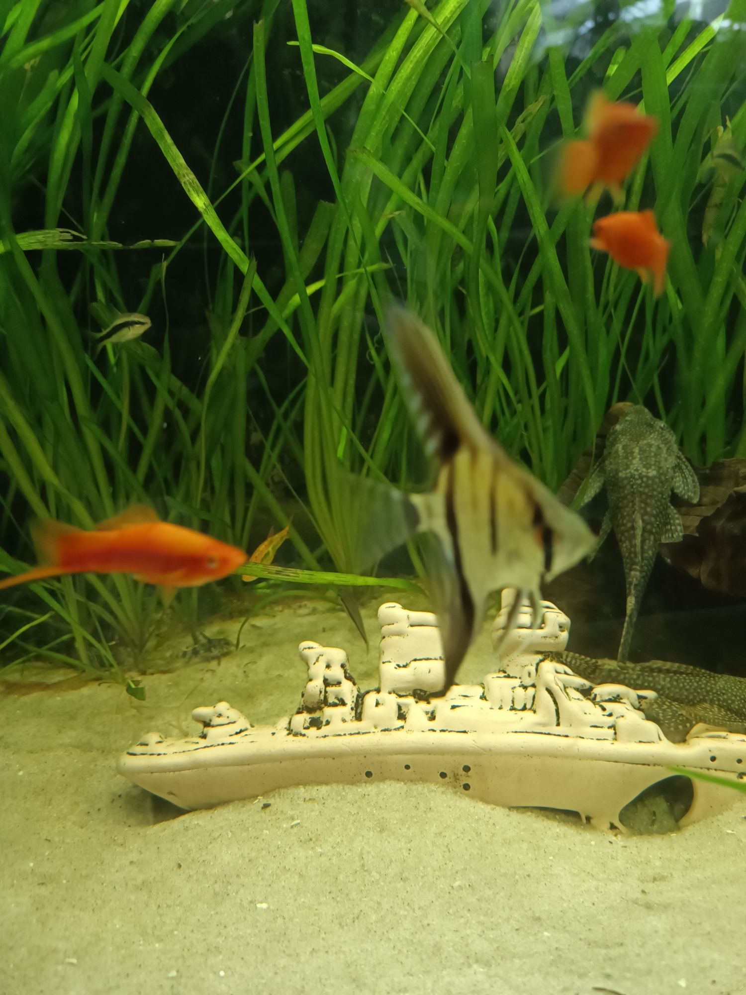 Ryby z akwarium skalar