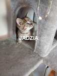Jadzia kotka 6tyg