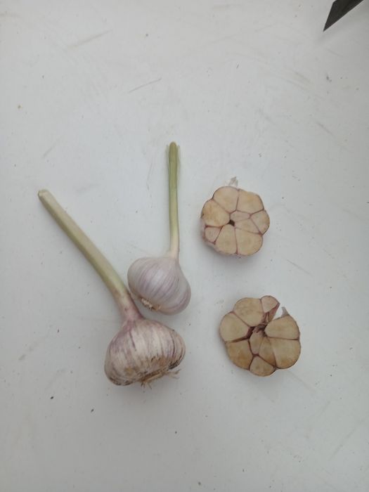 Czosnek zimowy ekologiczny harnaś 50 + 10 sztuk wysyłko