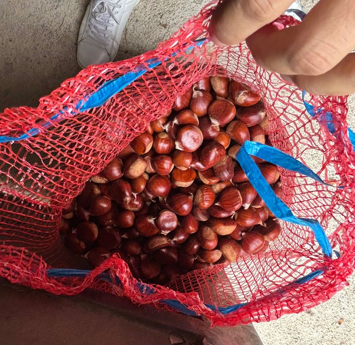 Castanhas da casta